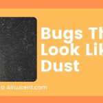 Bugs That Look Like Dust