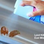 Does Lysol kill dust mites