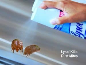Does Lysol Kill Dust Mitesnull