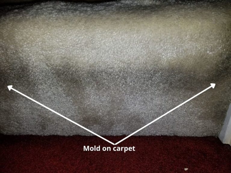 White Mold on Carpet Causes, Removal and Prevention Airlucent