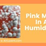 Pink Mold In A Humidifier