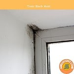 What Does Black Mold Look Like? (Harmless & Toxic Black Mold Pictures ...