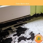 What Does Black Mold Look Like? (Harmless & Toxic Black Mold Pictures ...